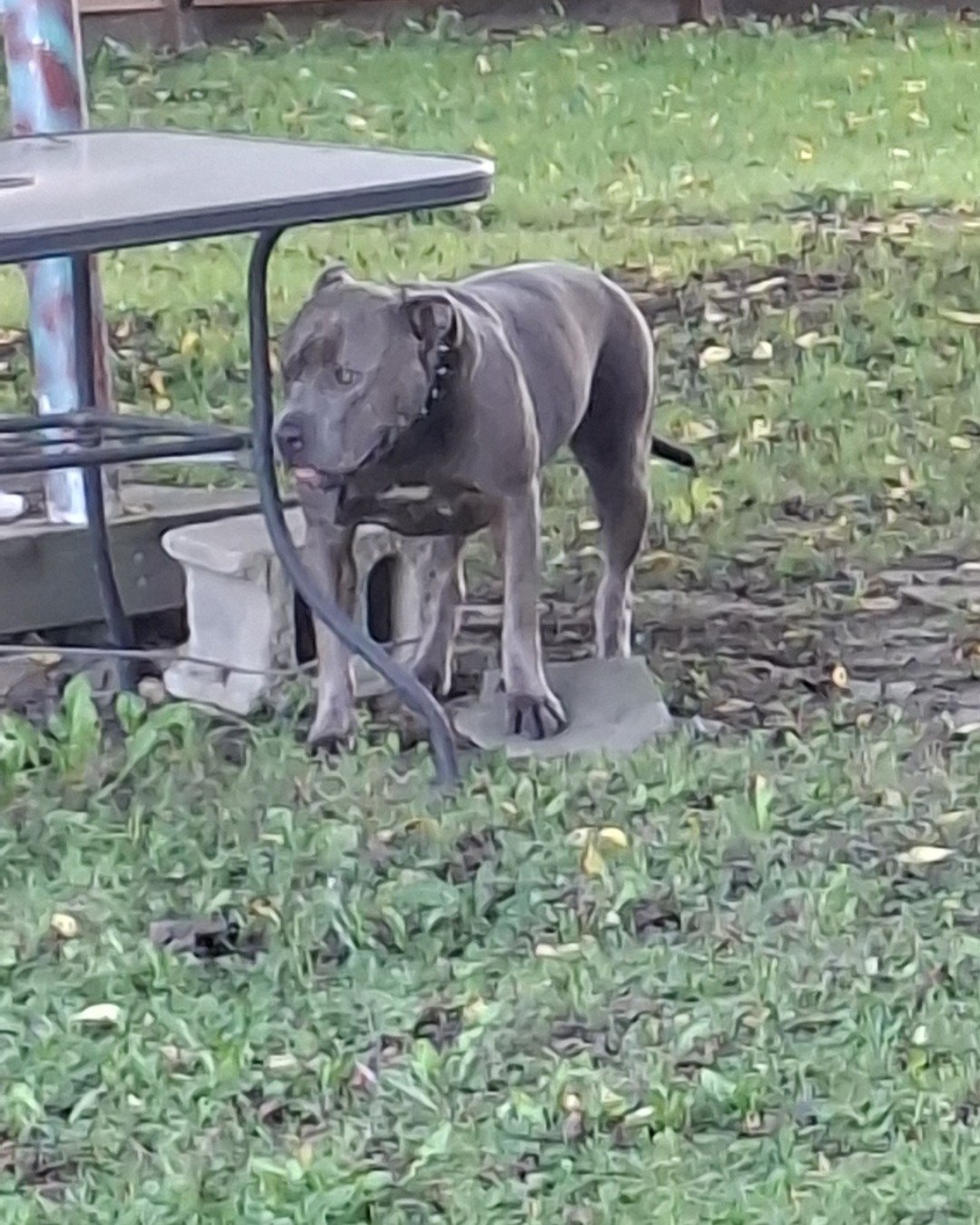 violet the pitbull. Dog, Grass, Plant, Puppy