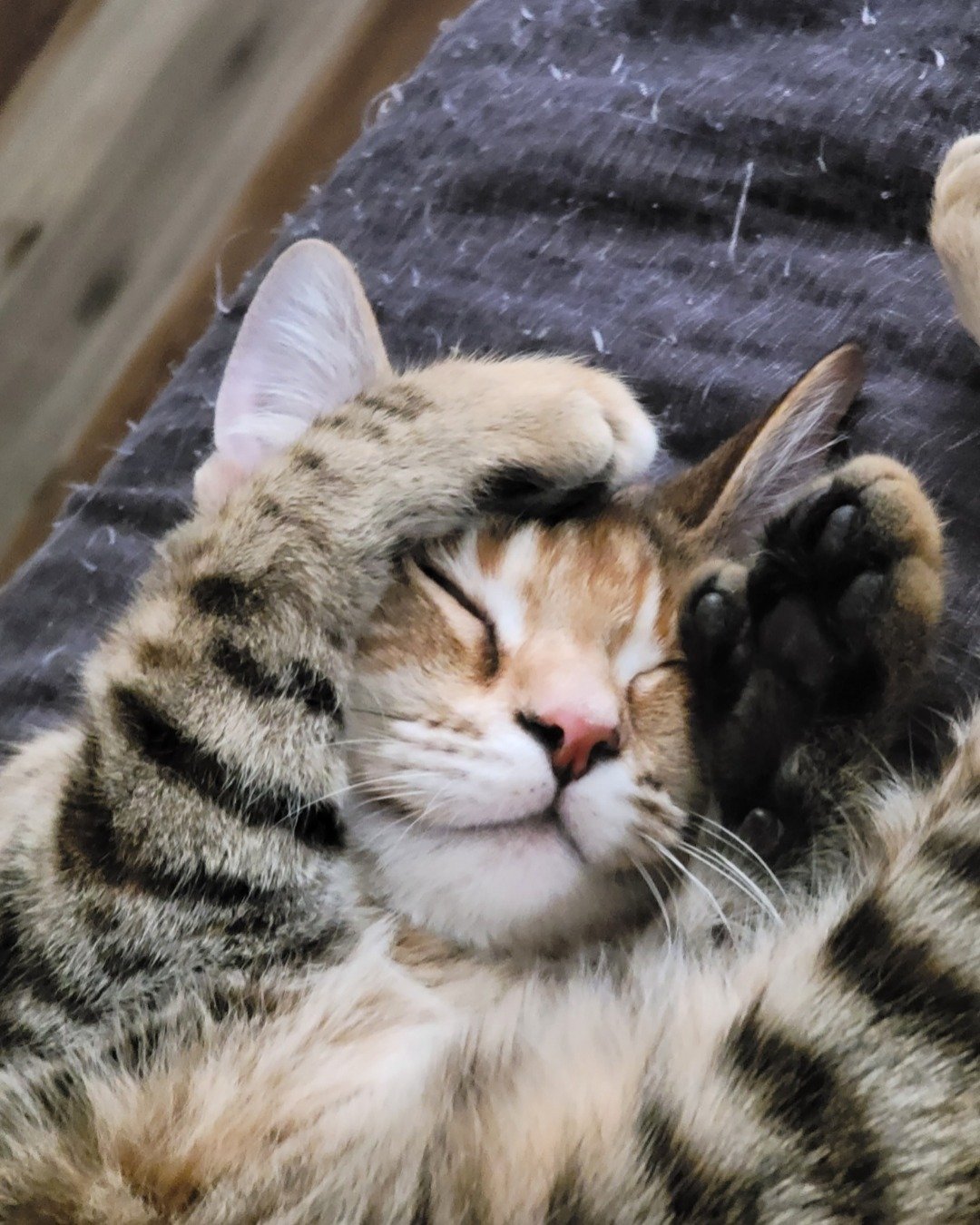 Ainé. Cat, Kitten, Person, Sleeping