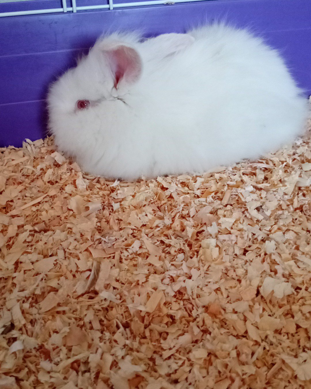 Ushka. Rabbit, Rat, Rodent