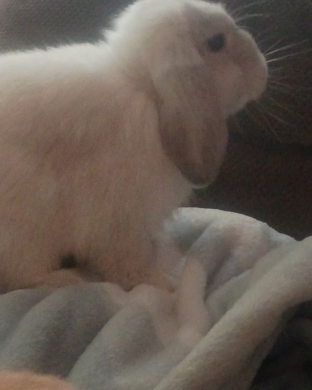 Snowball the Bunny. Rabbit, Rat, Rodent, Hare