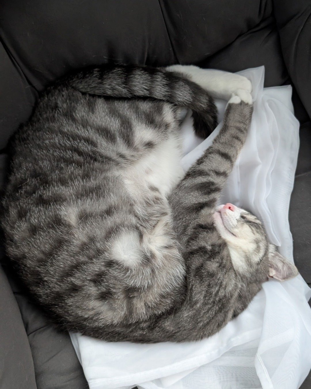 Kira the Tabby. Person, Sleeping, Couch, Furniture, Cat, Kitten