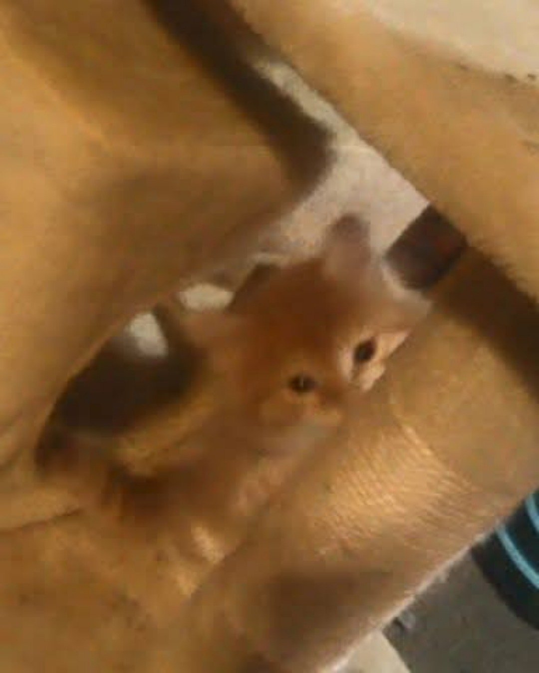 Lucky. Cat, Kitten, Abyssinian