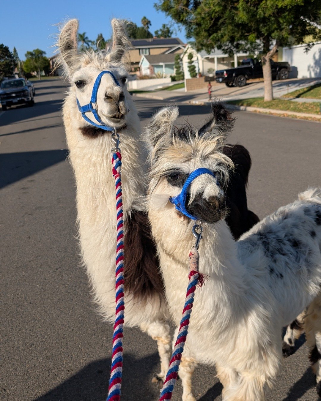Stanley the Llama. Pickup Truck, Transportation, Truck, Vehicle, Car, Dog