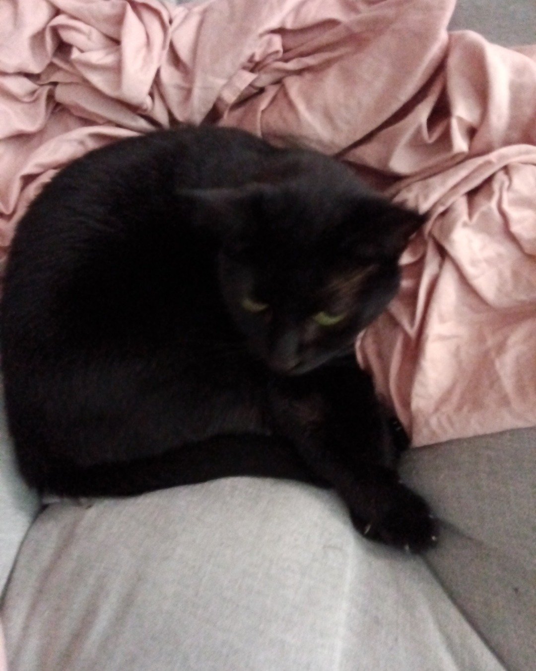 tornellini. Cat, Black Cat