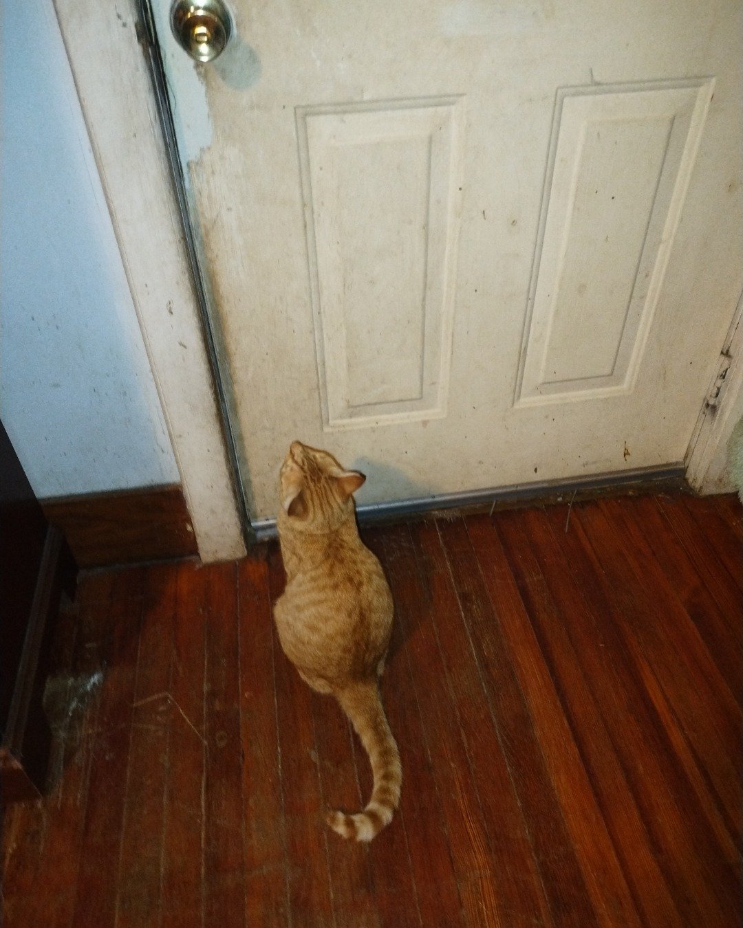 Ginger the tobby cat. Floor, Flooring, Wood, Hardwood, Plywood, Cat