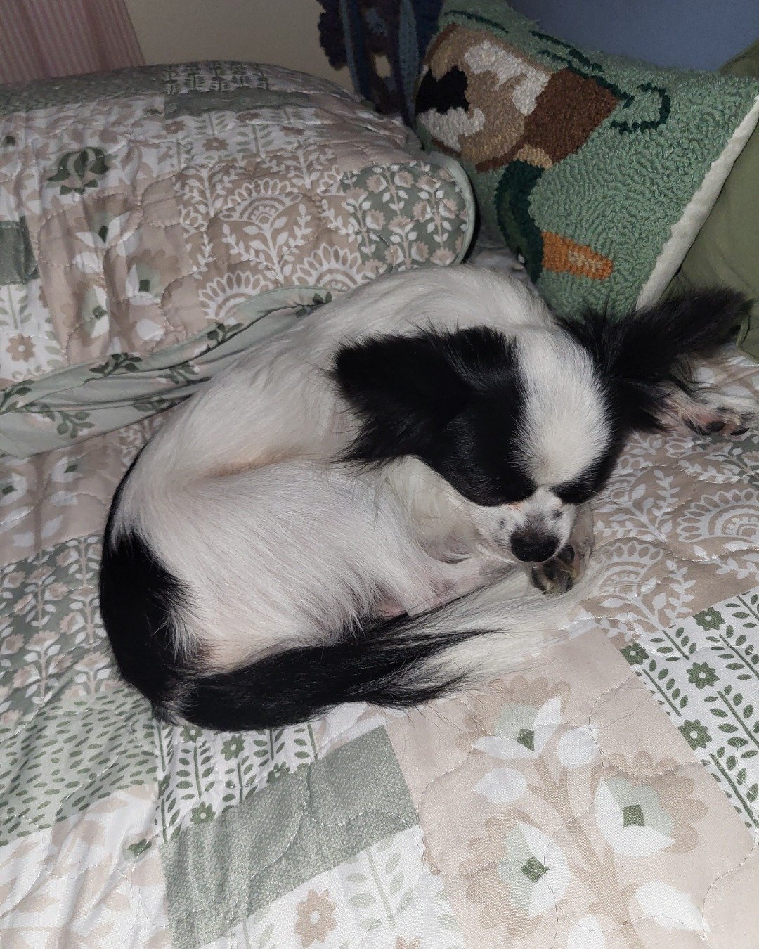 Danny the Long haired Chihuahua. Cushion, Home Decor, Dog, Puppy, Furniture, Cocker Spaniel