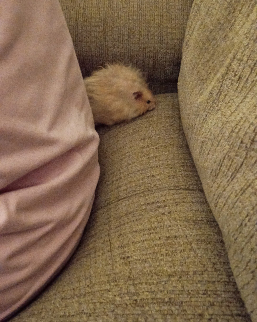 Alex the golden hamster. Couch, Furniture, Rat, Rodent