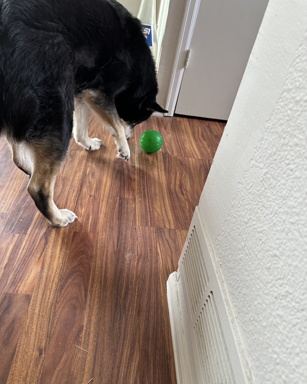 Loki the Husky Mix — Hardwood, Wood, Indoors, Interior Design, Floor, Flooring