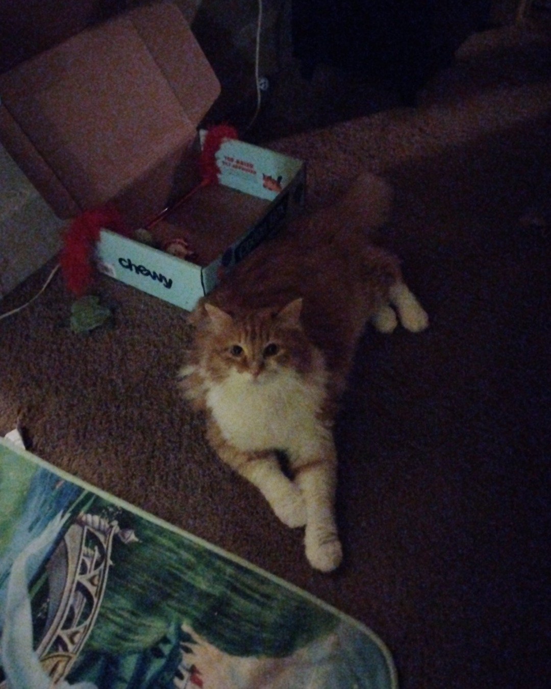 Lucky. Couch, Furniture, Box, Cat