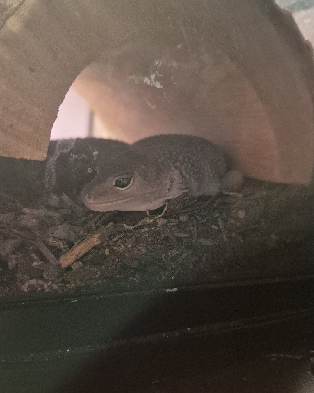 crystal the blizzard lepord gecko. Anole, Reptile, Gecko, Lizard