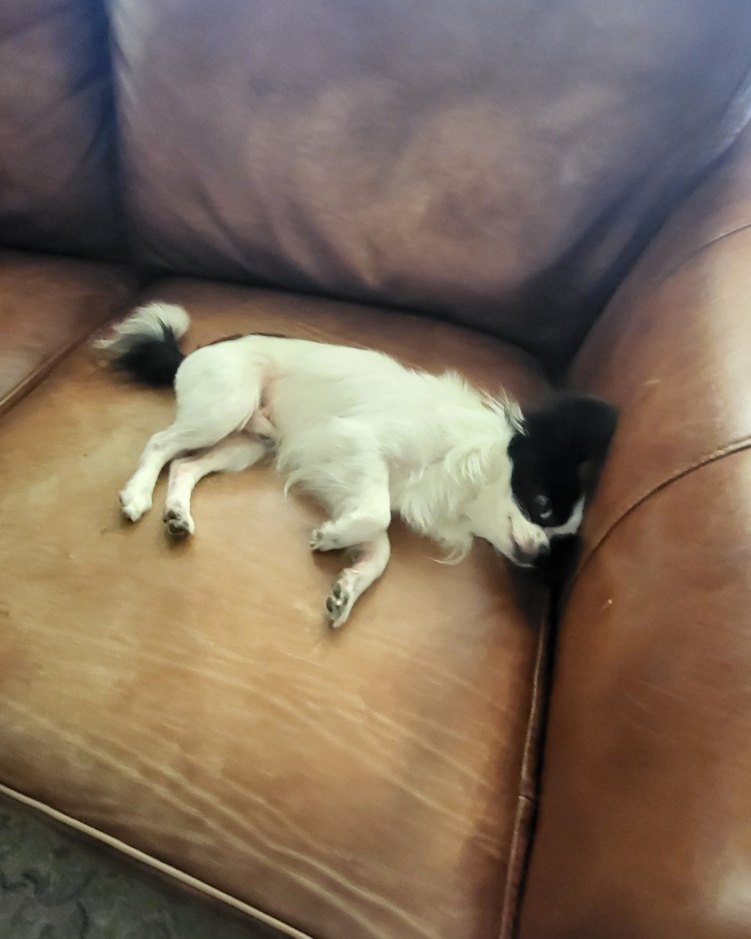 Danny the Long haired Chihuahua. Dog, Puppy, Couch, Furniture, Chair