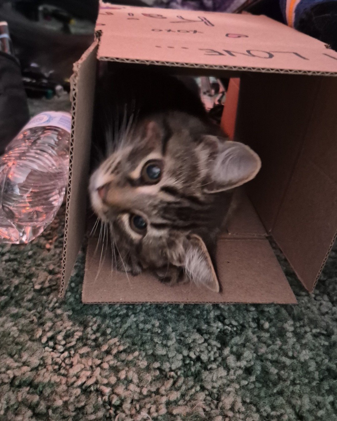 Noodle the Domestic longhair. Box, Cat, Kitten