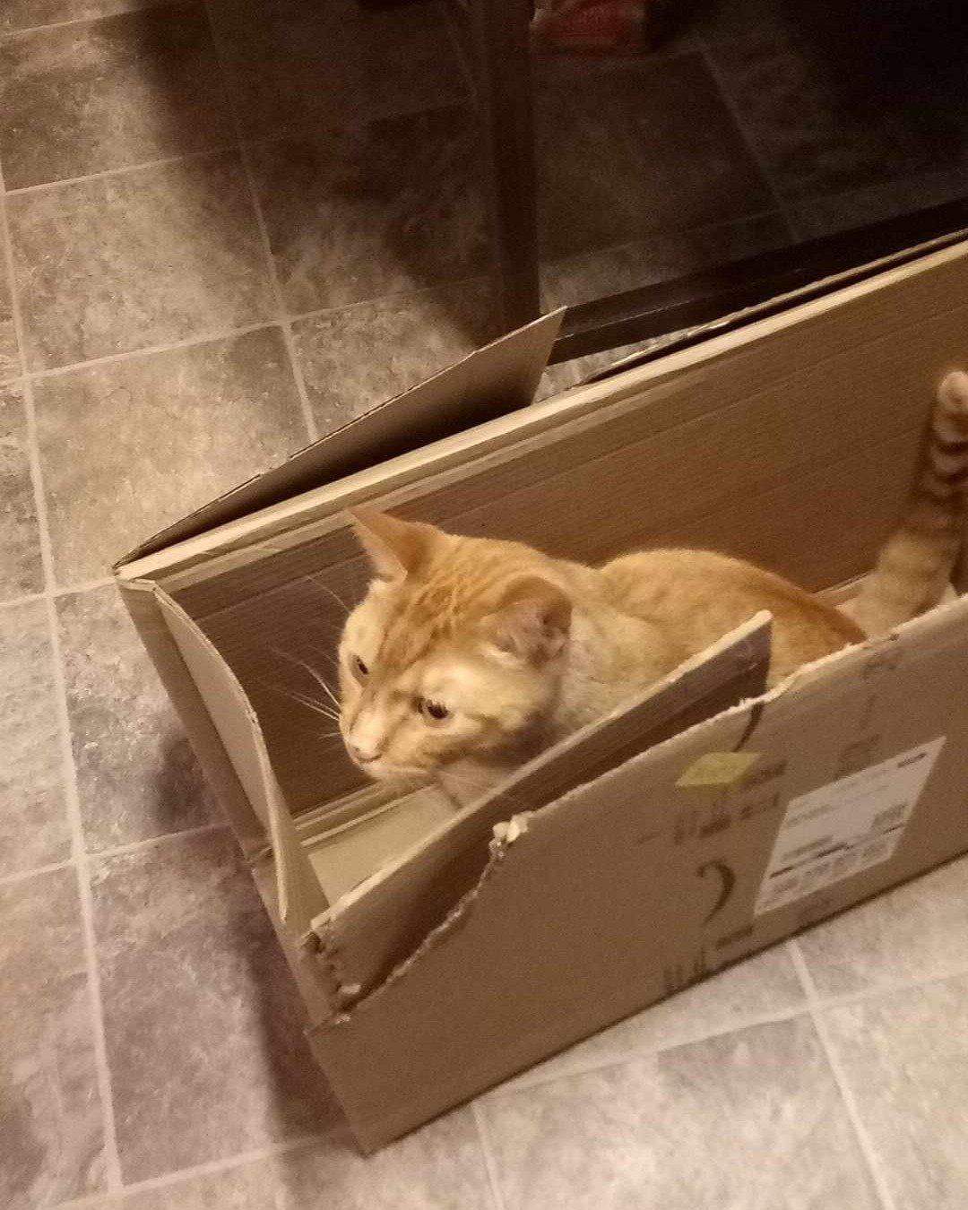 Tiger the tabby. Box, Cat, Cardboard, Carton