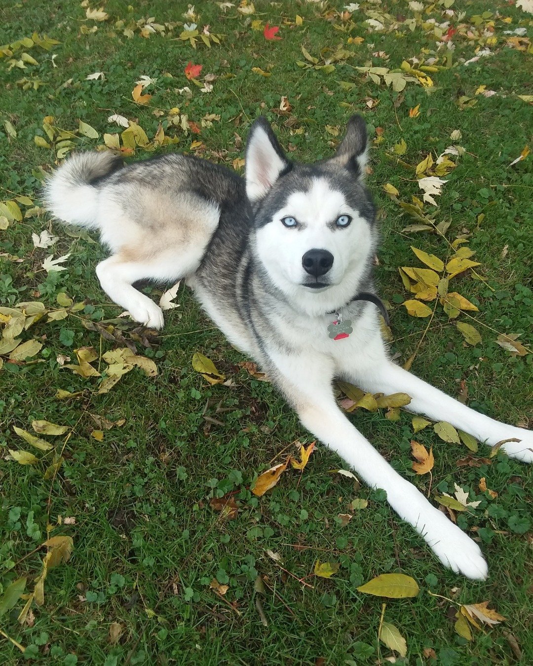 Hemi the Siberian Husky. Dog, Husky, Grass, Plant, Puppy