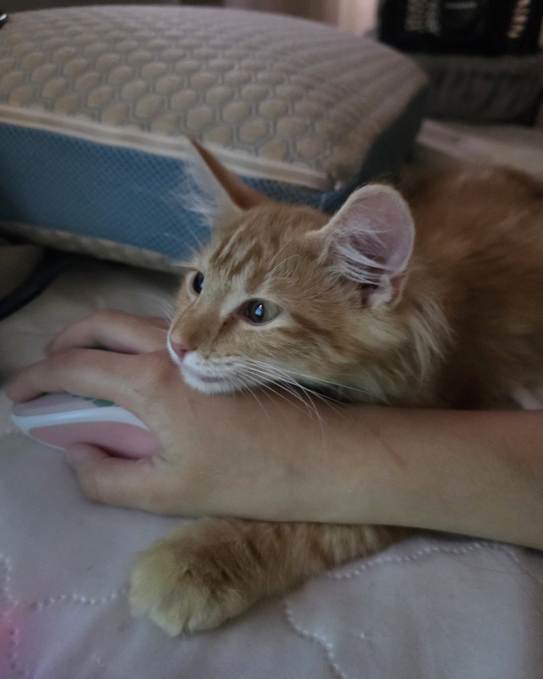 Jean-Luc the Orange Domestic Longhair. Couch, Furniture, Cat, Kitten, Cushion, Home Decor