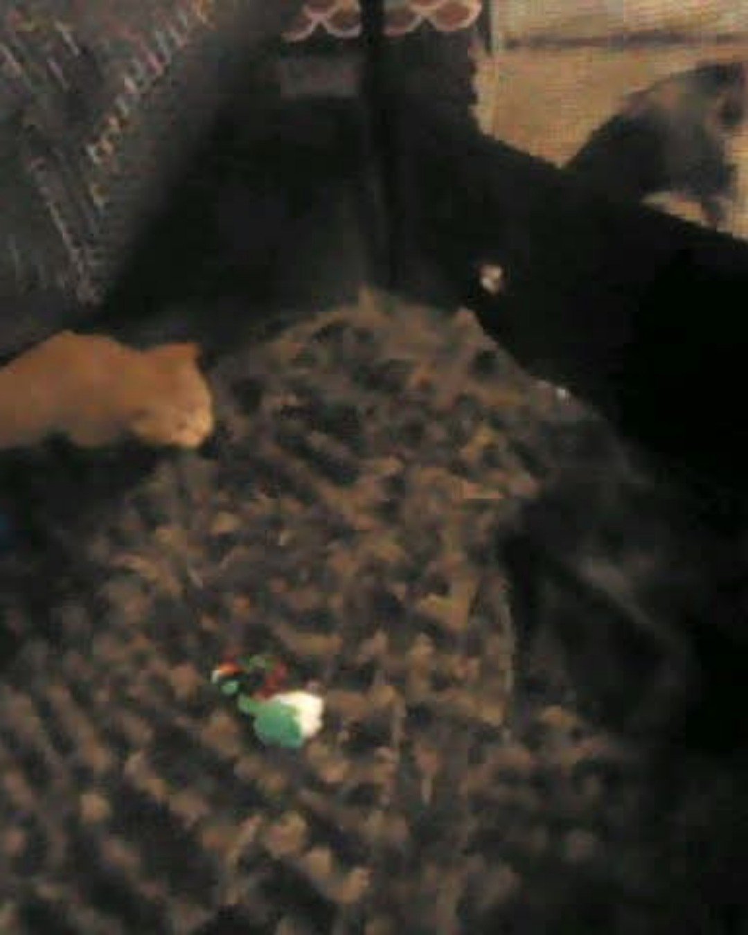 Tiger the tabby. Couch, Furniture, Dog