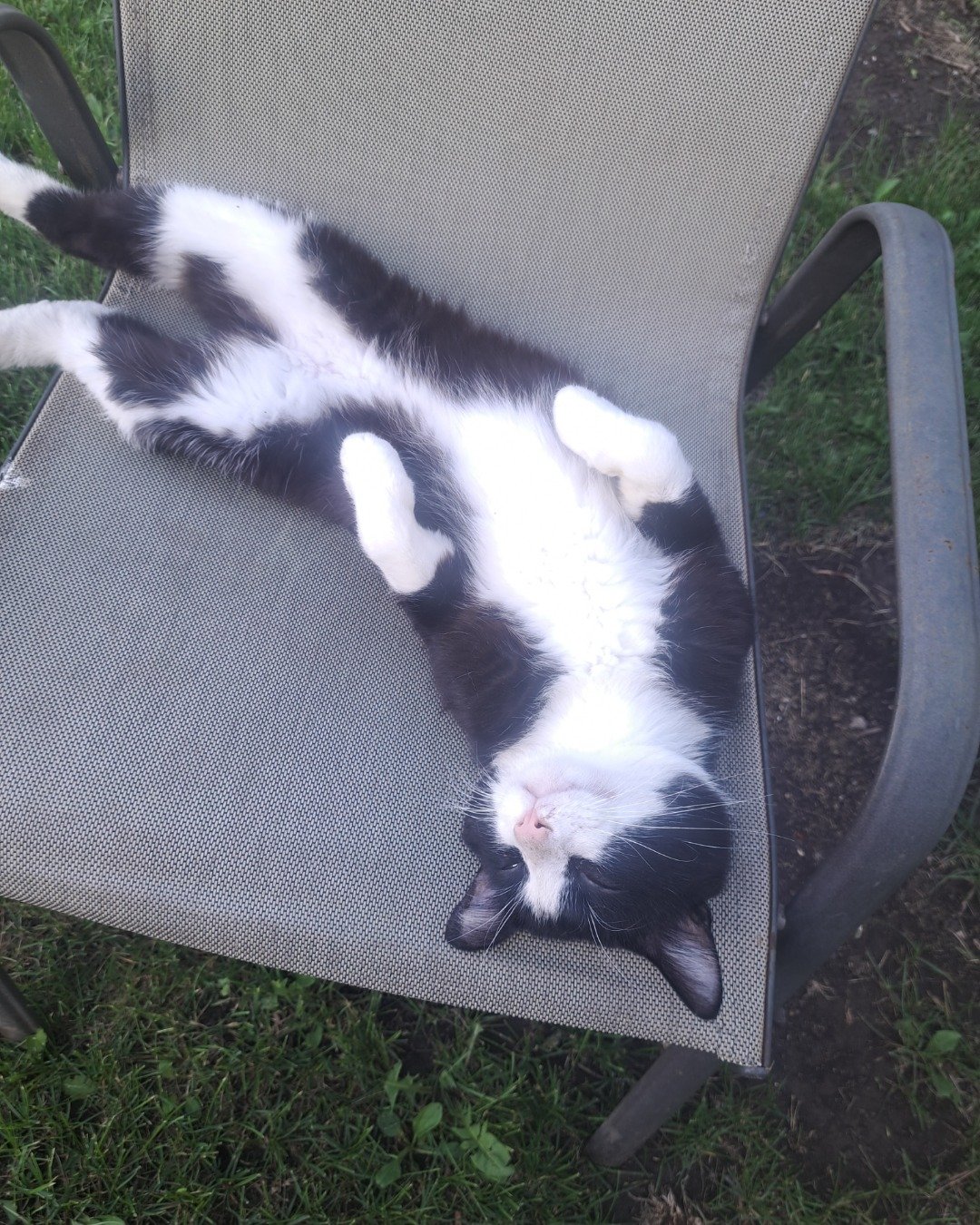 Bear the Bobtail. Furniture, Chair, Grass, Plant, Cat, Kitten