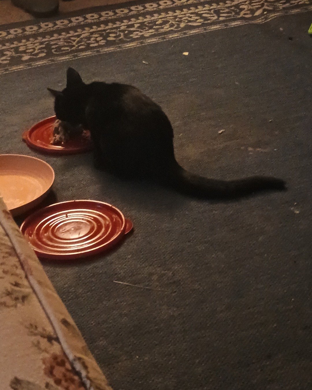 Wednesday the black cat. Cat, Plate