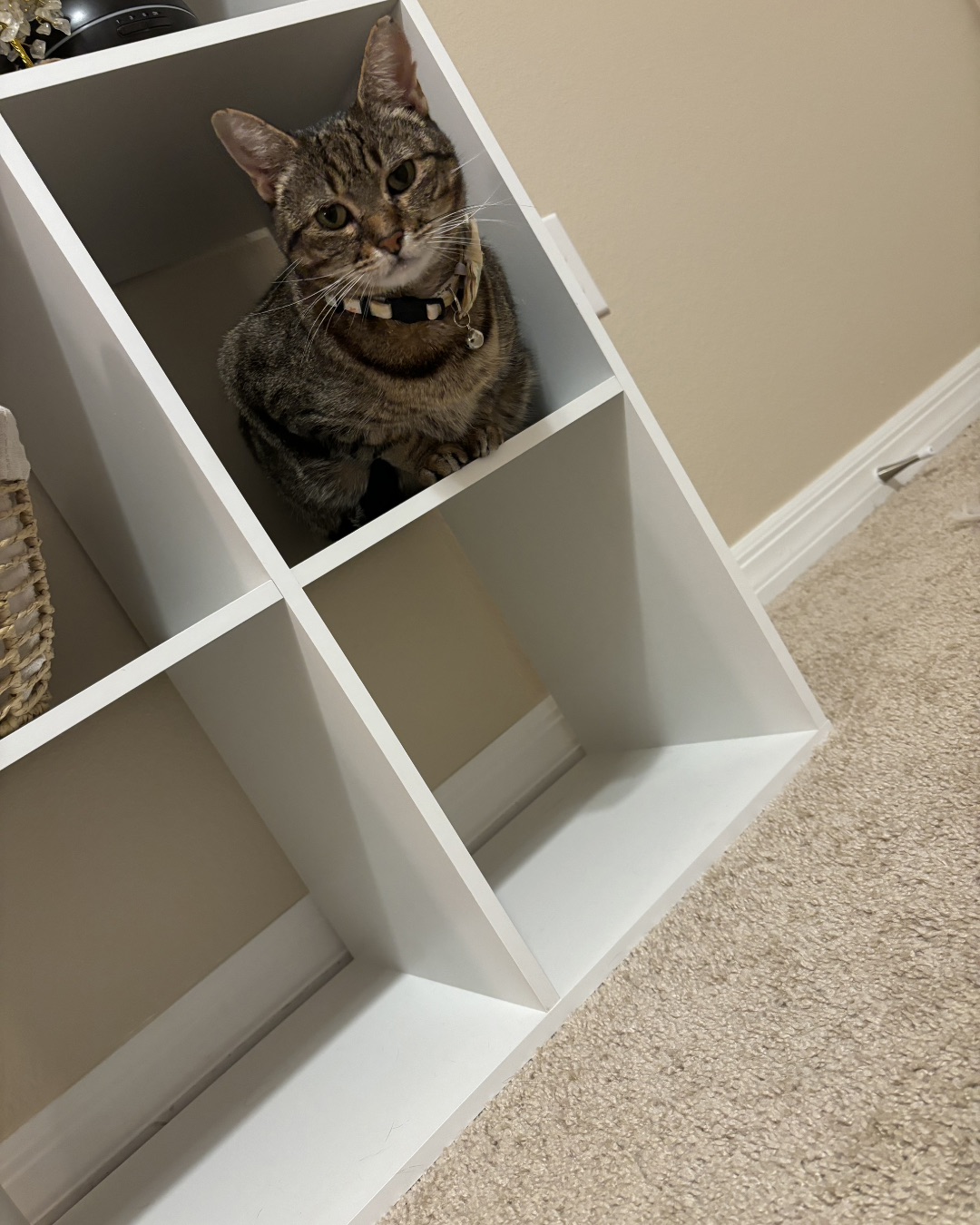 Luna. Furniture, Shelf, Cat, Closet, Cupboard, Wood