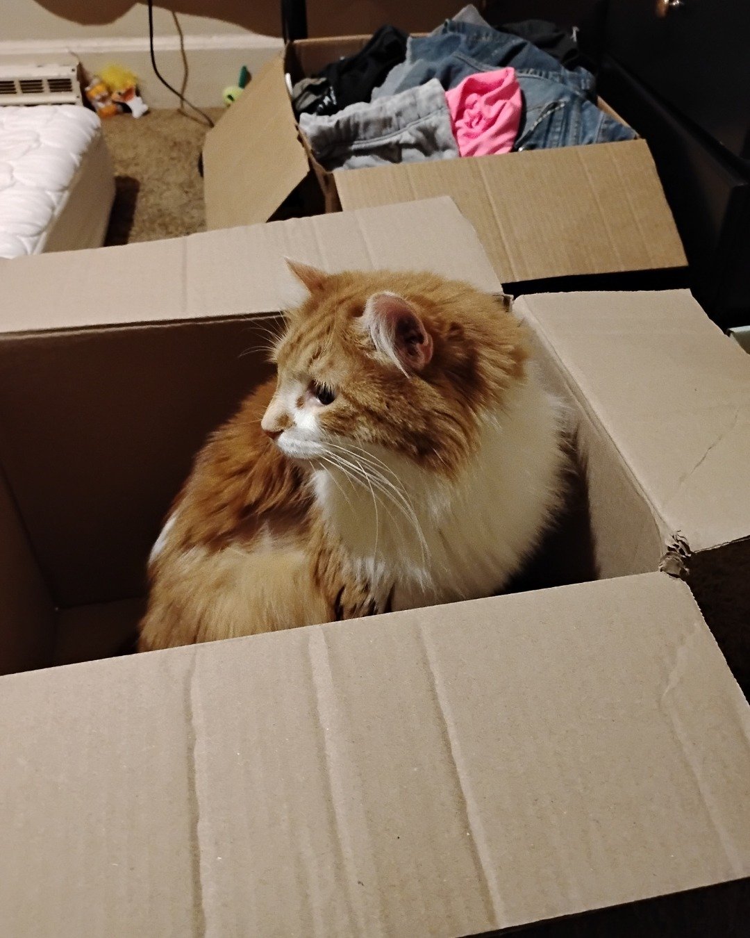 Lucky. Box, Cat, Cardboard, Carton, Bed, Furniture