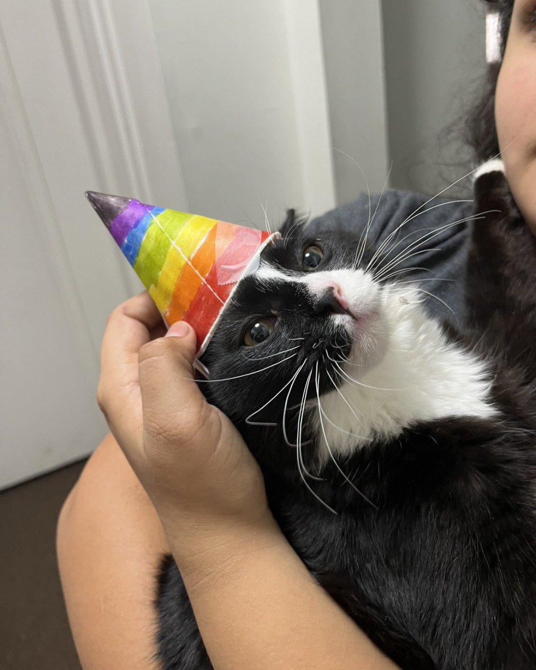 Olivier. Clothing, Hat, Person, Cat, Party Hat