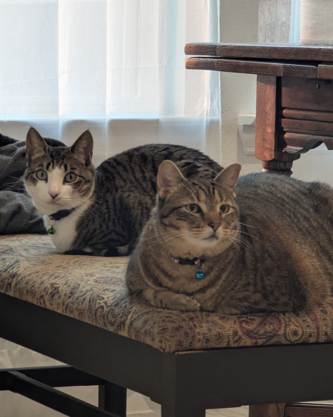 Kima & Cheddar Biscuit the Tabby Cats. Furniture, Cat, Couch, Table, Wood, Manx