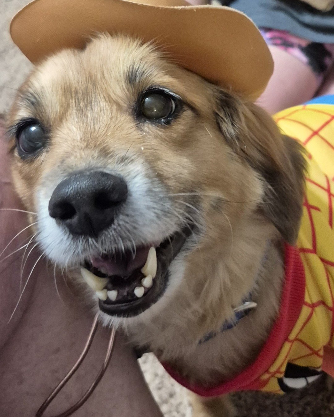 rusty. Dog, Puppy, Person, Clothing, Hat, Hound