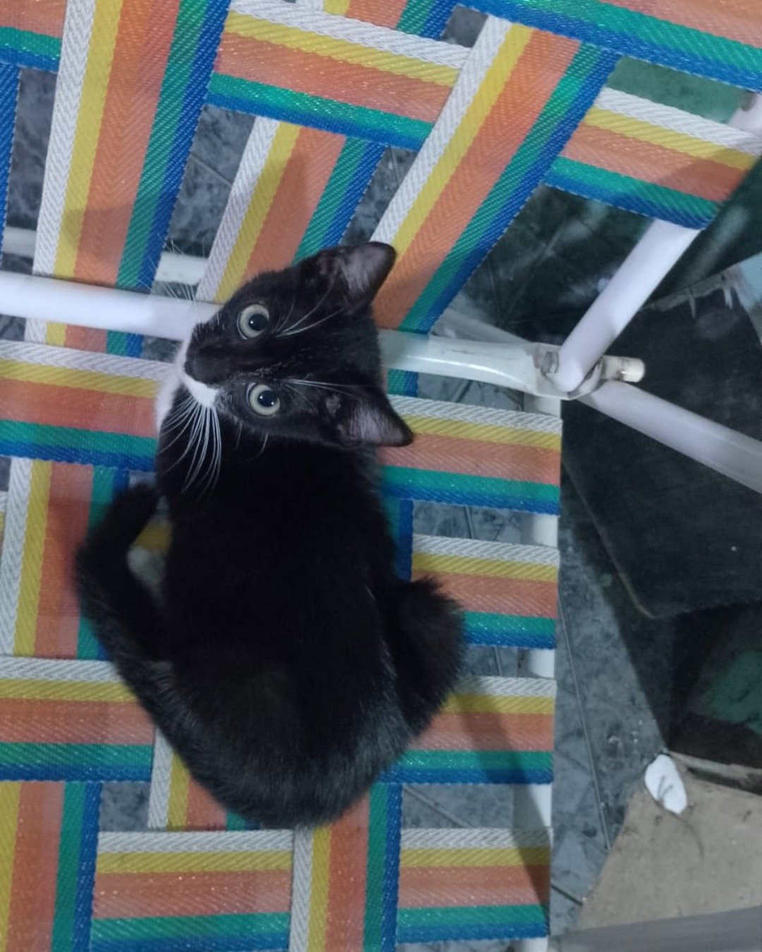 Silvestre. Cat, Kitten, Furniture, Home Decor, Quilt