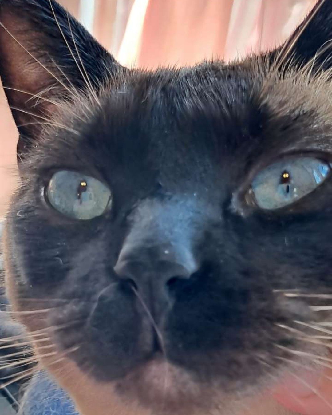 Luna🌙💫 (twin of Stella) the Siamese. Cat, Siamese