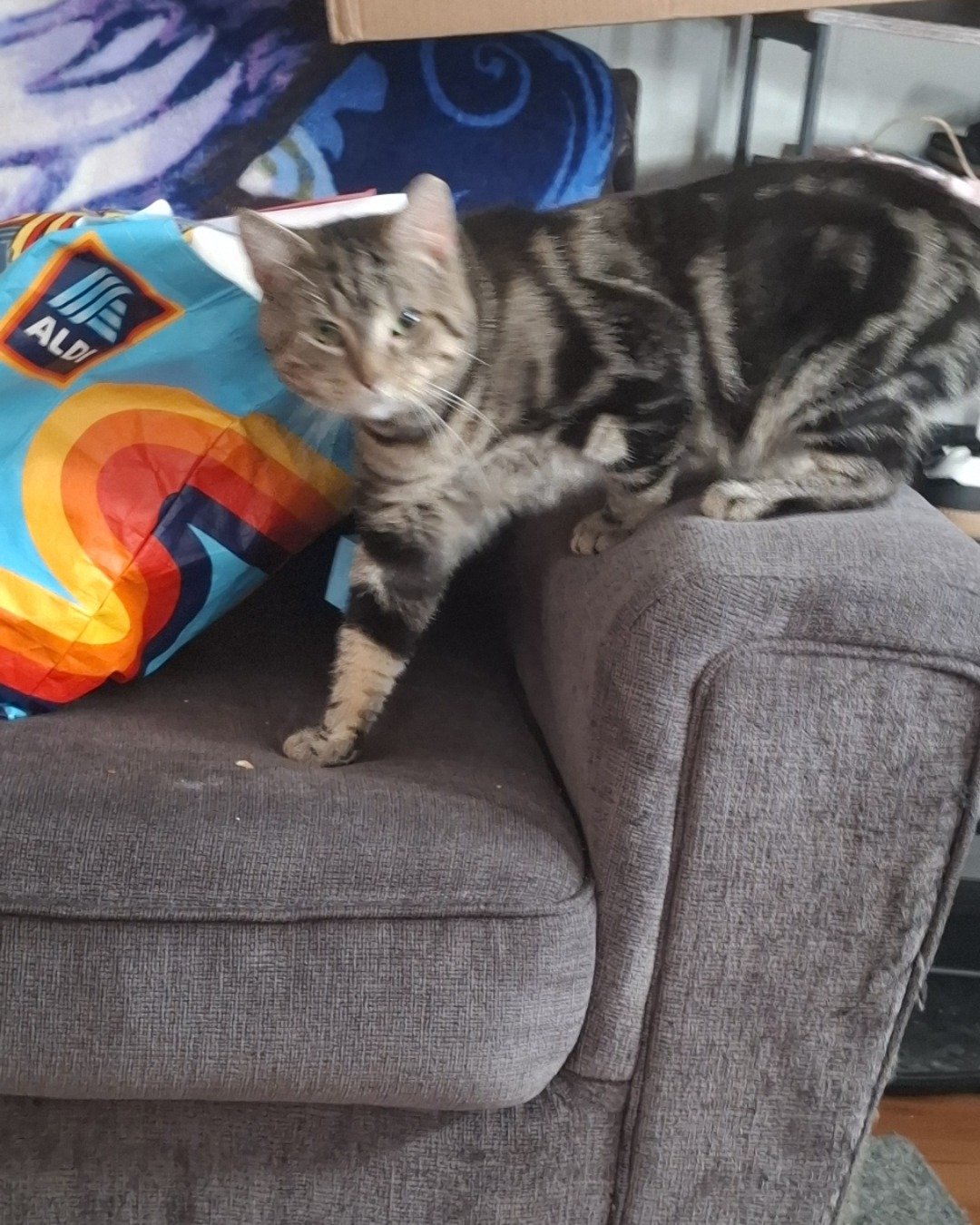 Hermes the taby. Cushion, Home Decor, Couch, Furniture, Cat, Chair