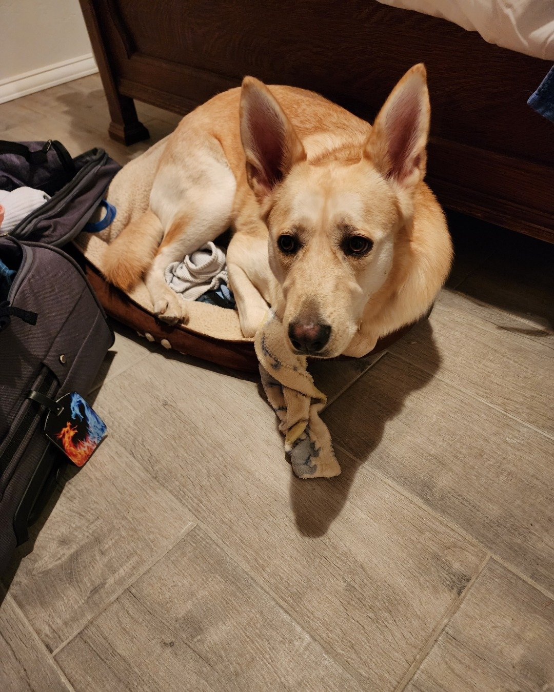 Bella the Labsky. Dog, Floor, Puppy, Accessories, Strap