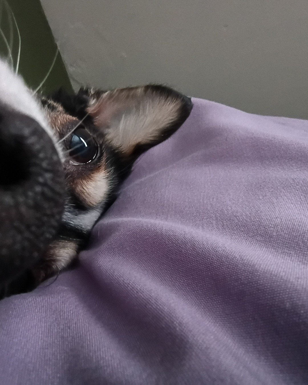 Lilly the Rat Terrier. Dog, Puppy, Cat, Blanket