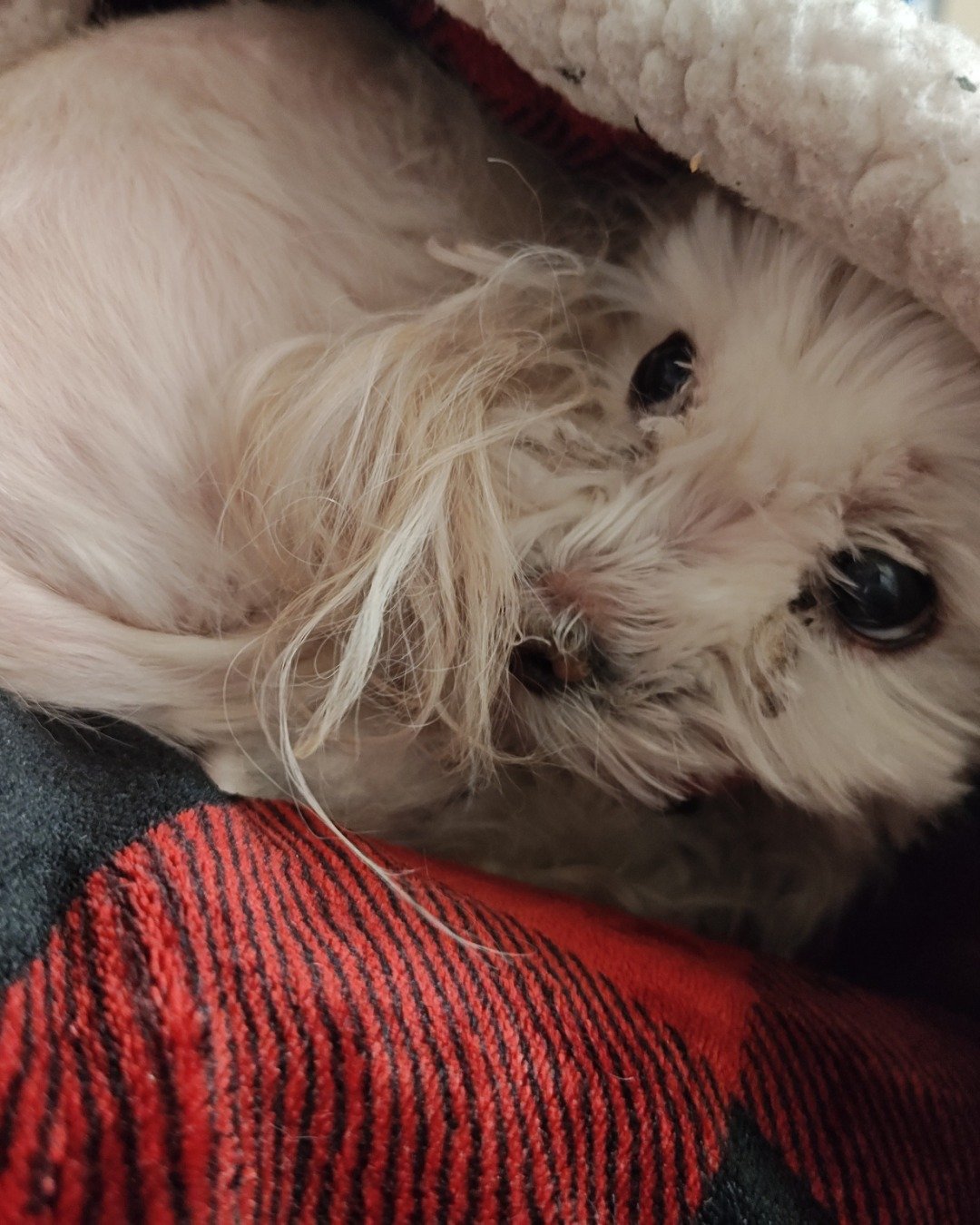 Liberty the Maltese Yorkie mix. Dog, Puppy, Terrier