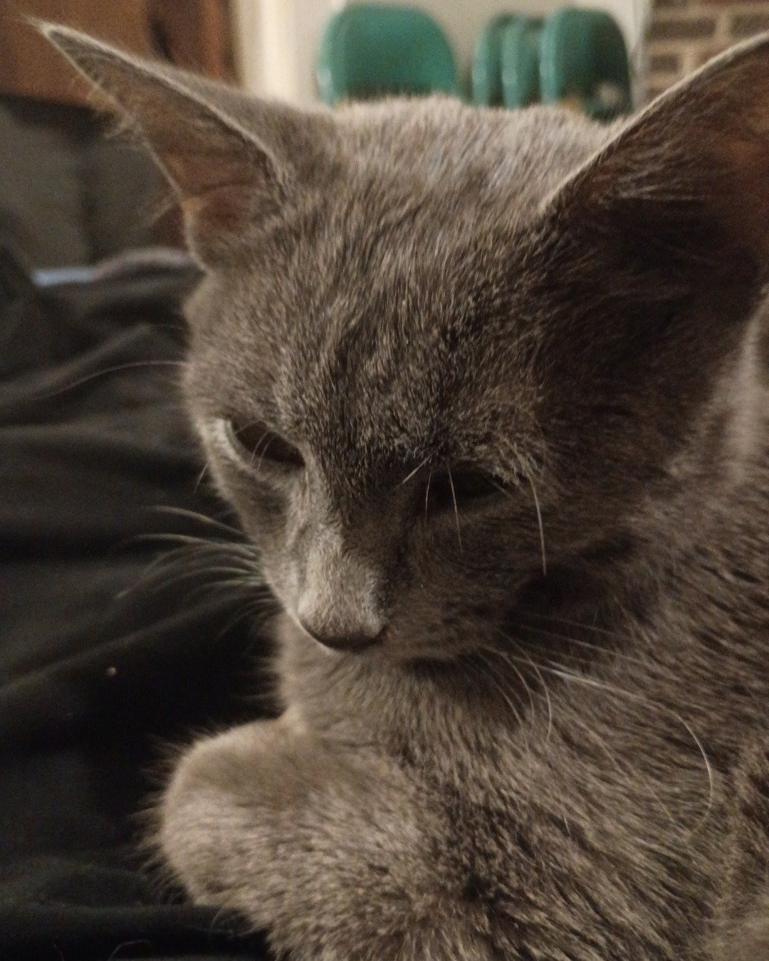 chruch the tabby. Abyssinian, Cat, Kitten