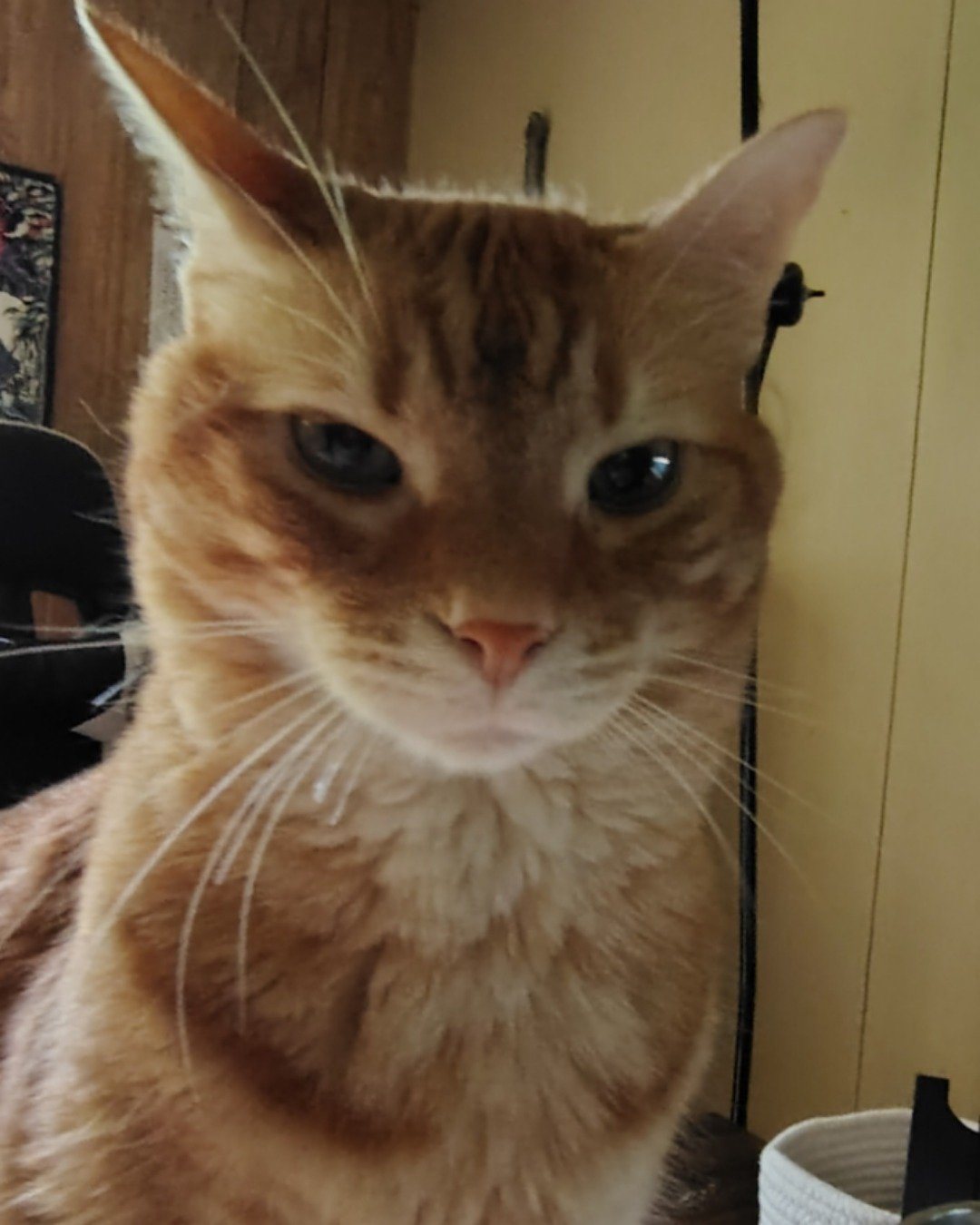 Harry the Ginger. Abyssinian, Cat, Plant, Potted Plant