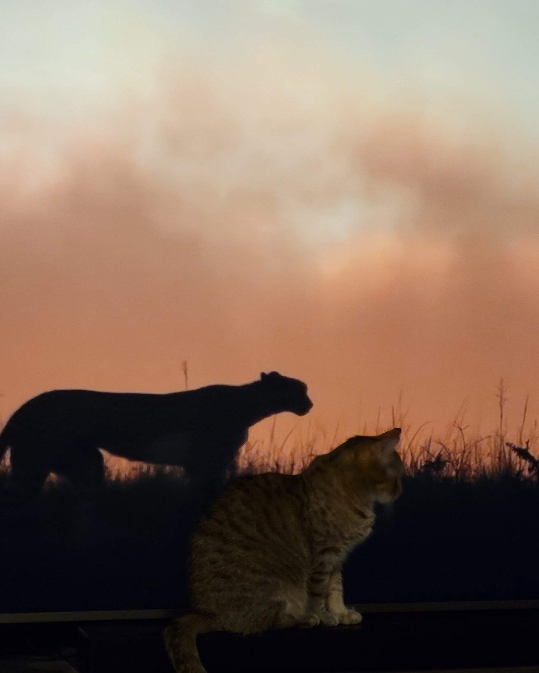 Lucy the tabby. Nature, Outdoors, Sky, Silhouette, Cat, Bear