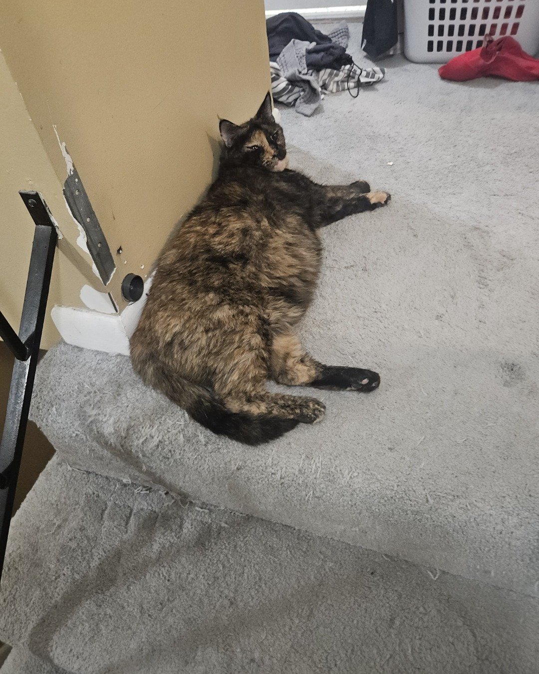 Snickers the idk. Floor, Indoors, Interior Design, Cat