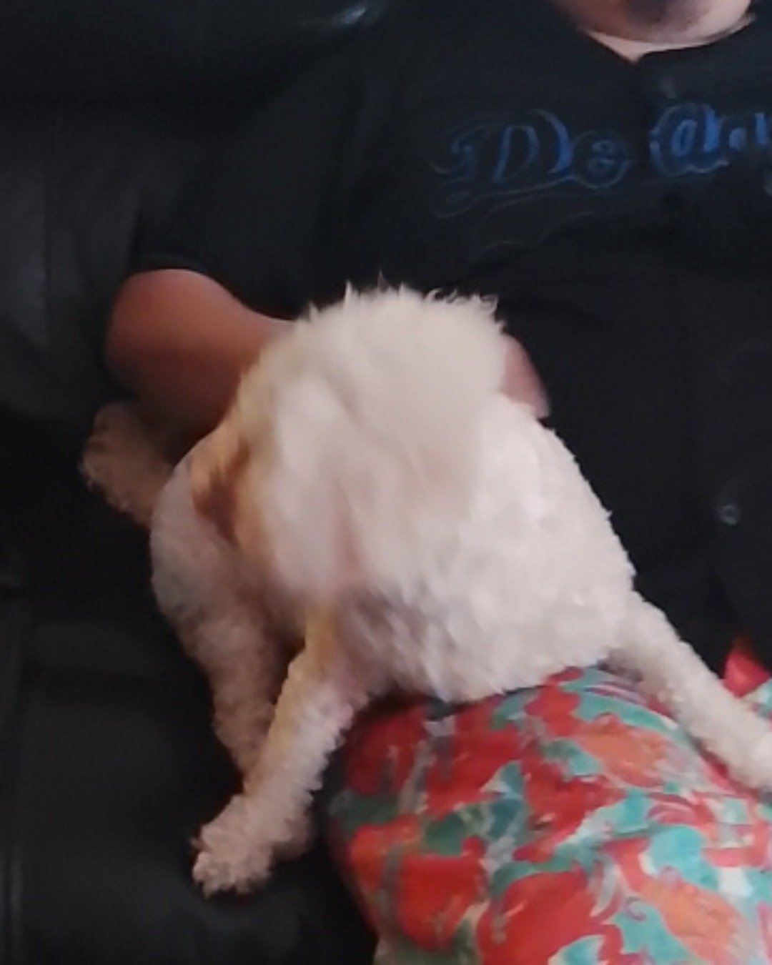 Daisy. Dog, Puppy, Couch, Furniture, Poodle