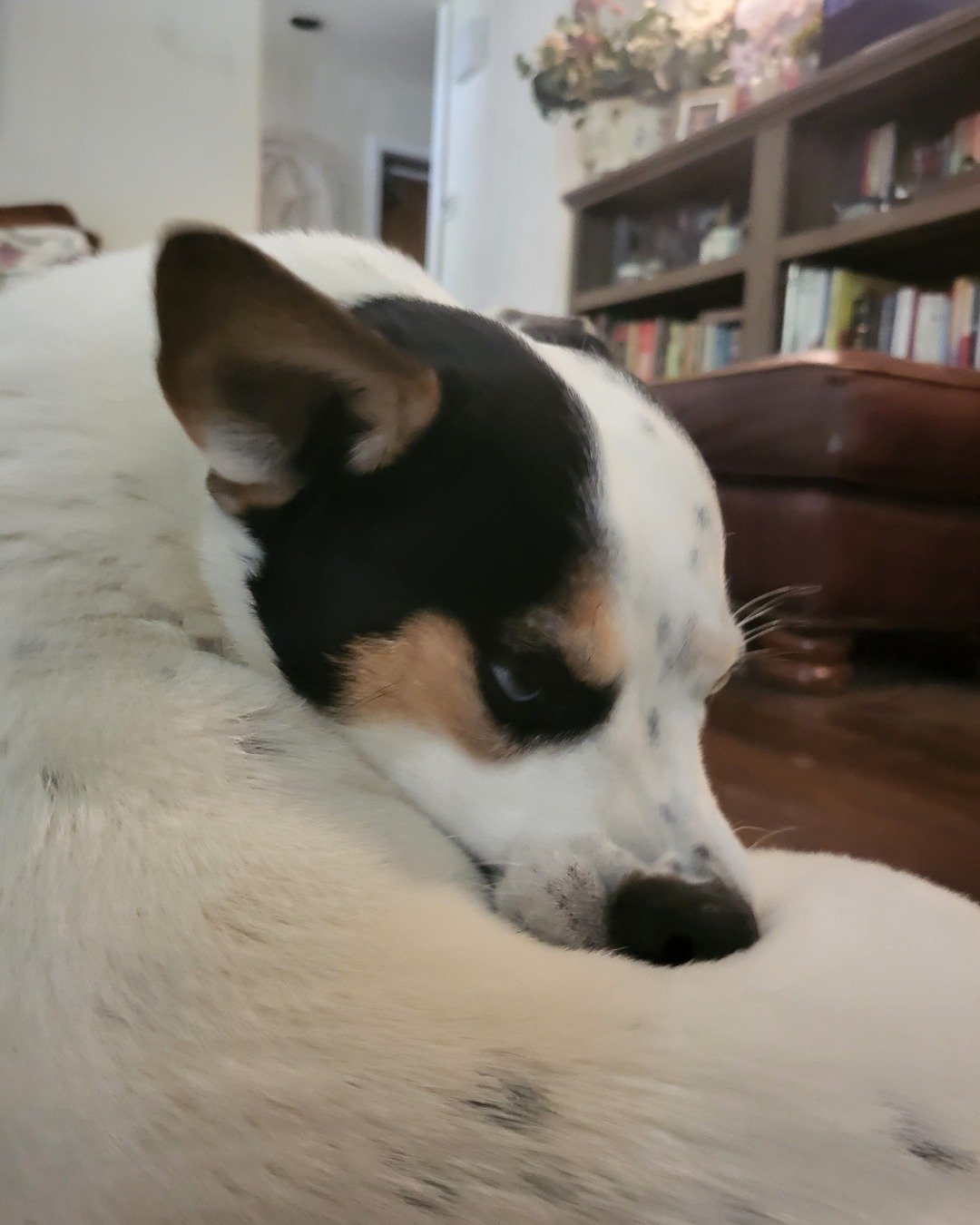 Billy the 1/4 Chihuahua 3/4 Queensland healer. Dog, Puppy, Indoors, Interior Design, Furniture, Couch