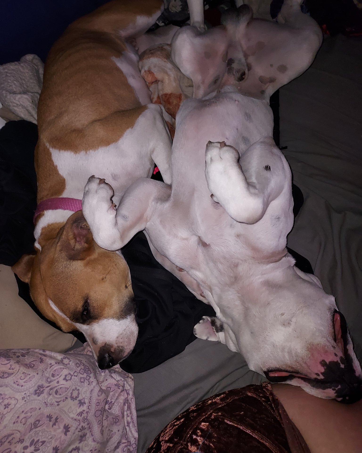 pup&kaos the pittys. Couch, Furniture, Dog, Puppy, Hound, Person