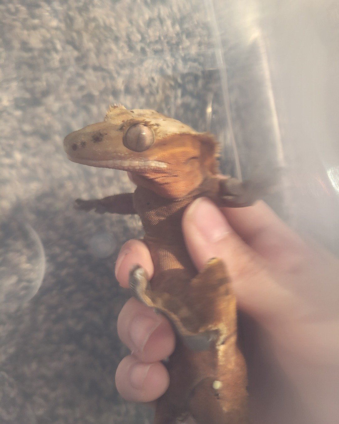 Godzilla the creasted gecko. Gecko, Lizard, Reptile, Body Part, Finger, Hand