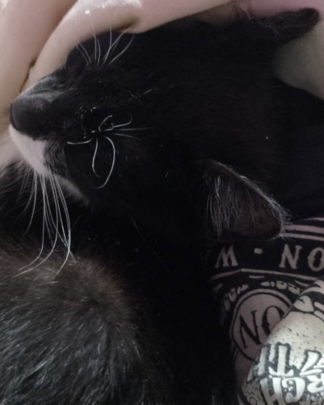 Silvestre. Cat, Kitten, Black Cat
