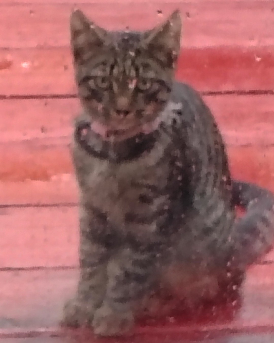 Oreo the domestic short hair. Cat, Kitten