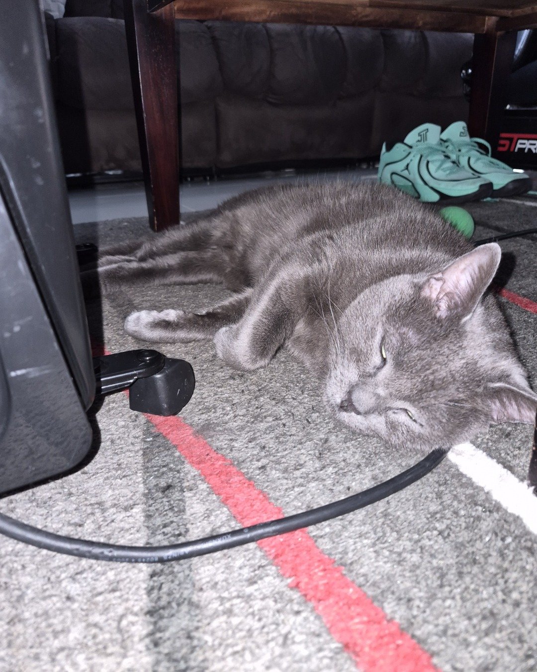 Marshall 🩶 Geoffrey. Cat, Clothing, Footwear, Shoe, Adapter, Electronics
