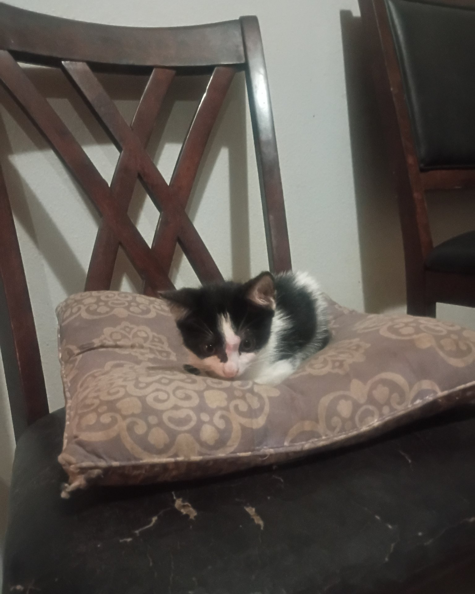 Goldie & Cleo 🐱😽. Cushion, Home Decor, Furniture, Cat, Chair, Kitten