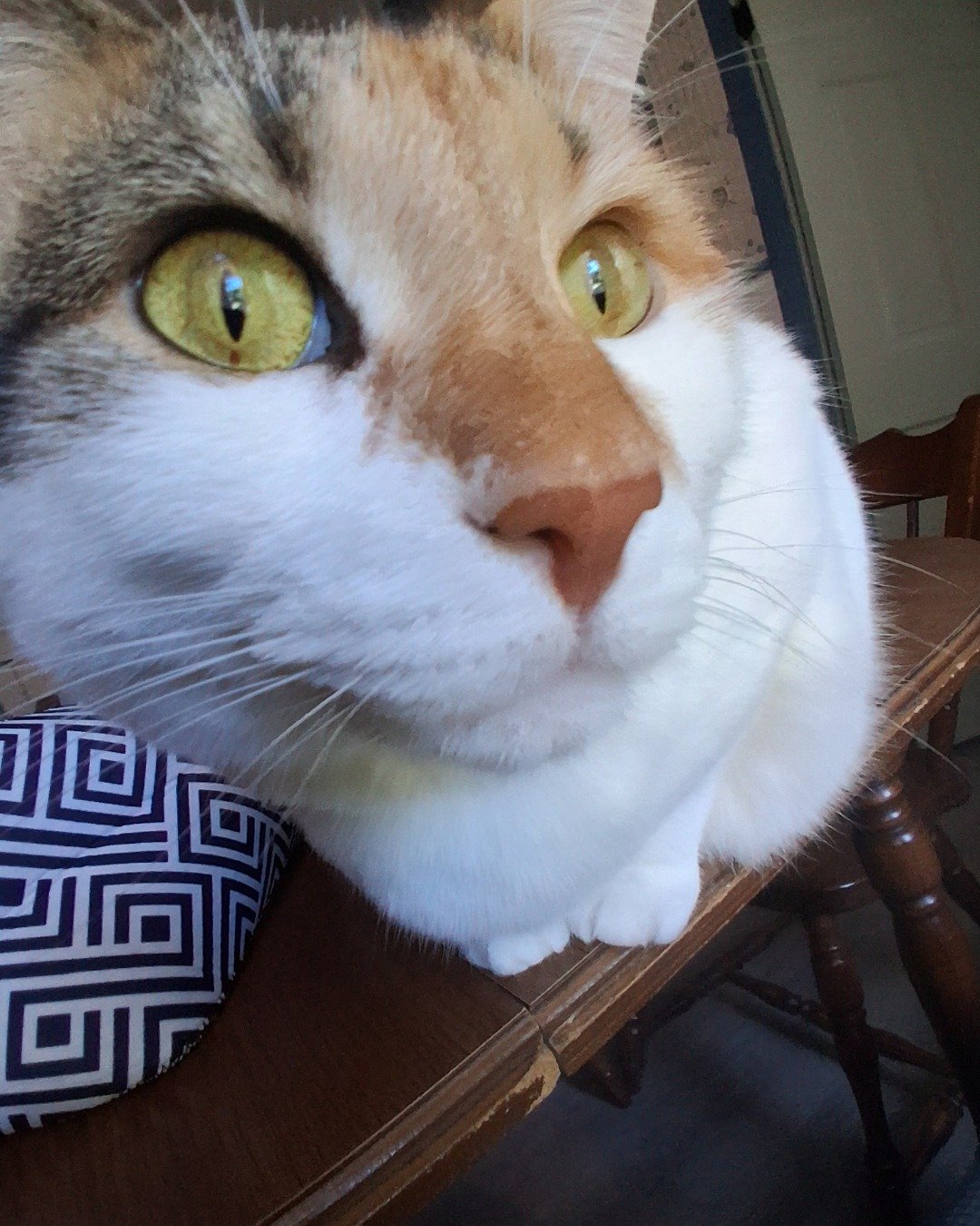 Callie the Calico maincoon. Cushion, Home Decor, Cat, Furniture, Chair, Table