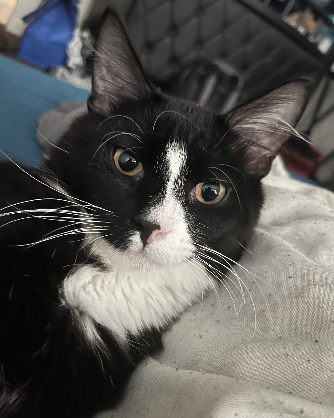 Oliver Bean. Cat, Manx, Kitten