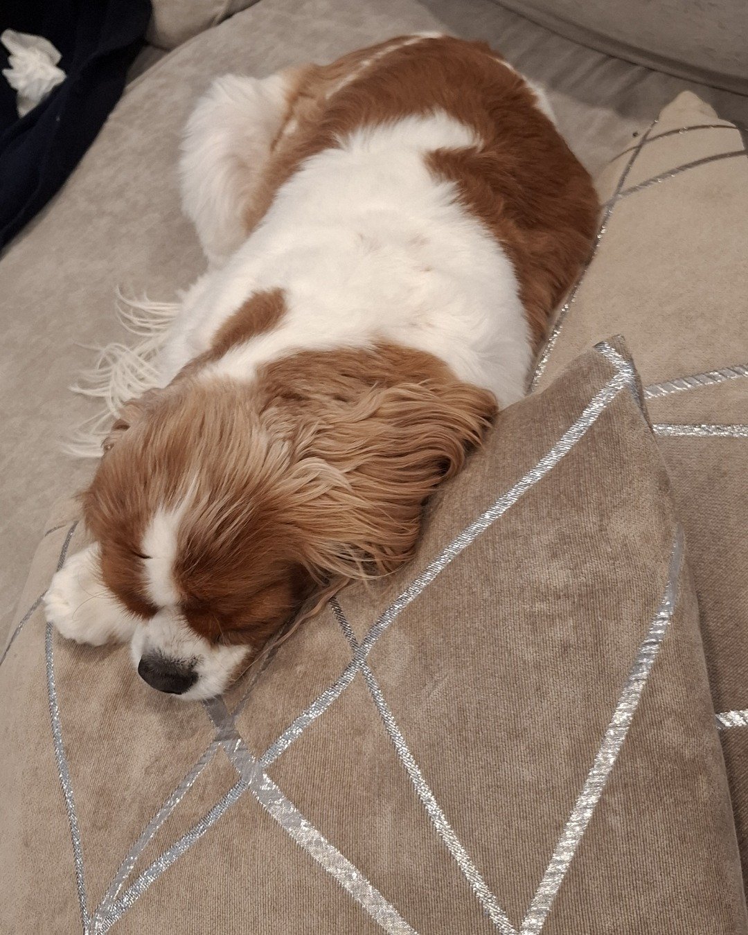 Arya the Cavalier King Charles Spaniel. Dog, Puppy