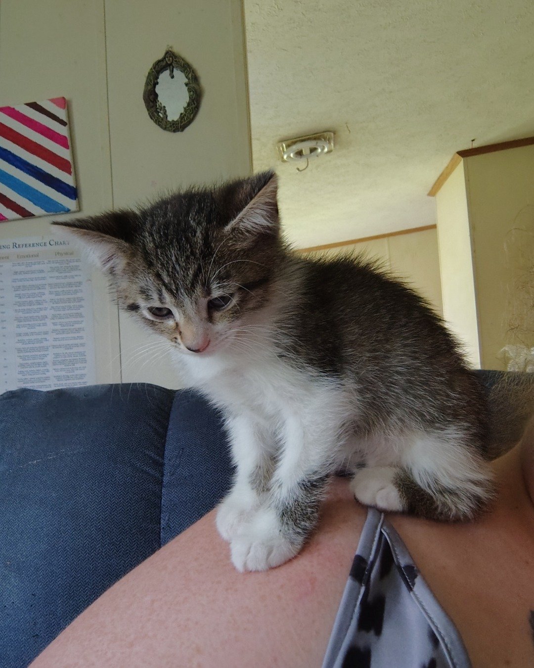Athena. Cat, Kitten, Person