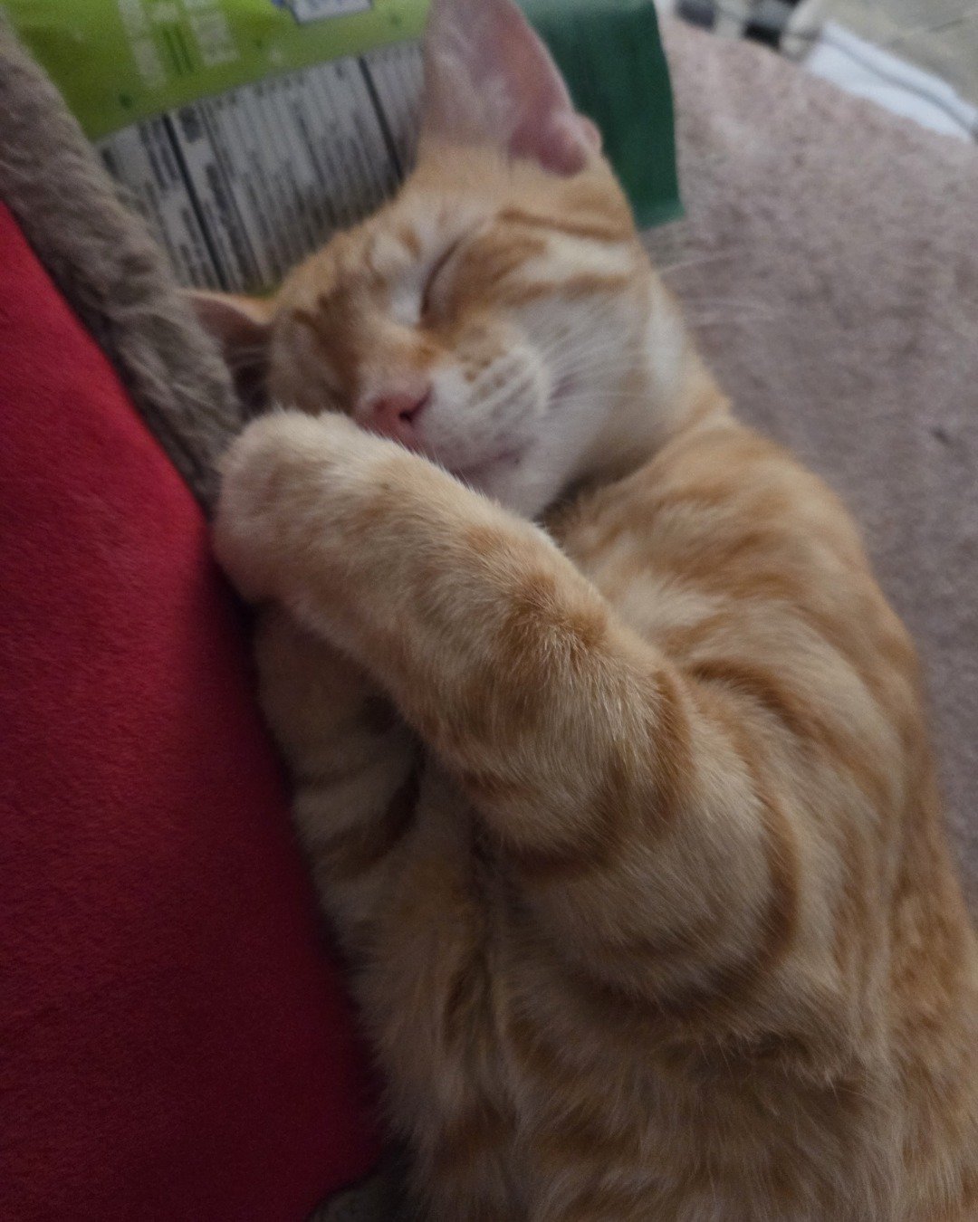 Precious the Orange cat. Person, Sleeping, Cushion, Home Decor, Cat, Couch